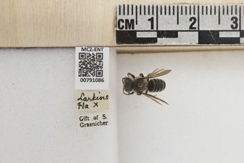 Media type: image;   Entomology 791086 Aspect: Labels